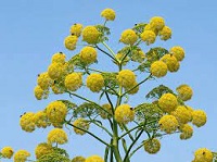 فواید و عوارض داروی گیاهی باریجه