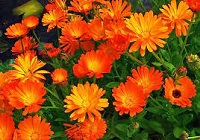 داروی گیاهی گل هميشه بهار