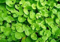داروی گیاهی آب بشقابی