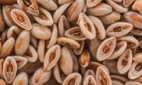 خواص گیاه دارویی اسفرزه