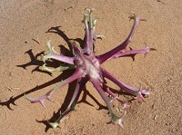 خواص گیاه پنجه شیطان