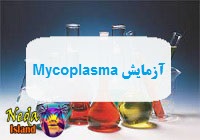 آزمایش Mycoplasma یا بررسی آنتی‌ بادی‌ های موجود در پلاسمای خون یعنی چه