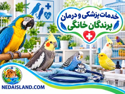 خدمات پزشکی و درمان پرندگان خانگی