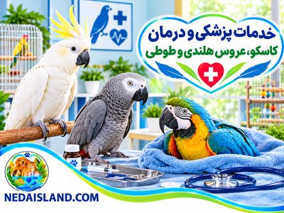 خدمات پزشکی و درمان کاسکو، عروس هلندی و طوطی