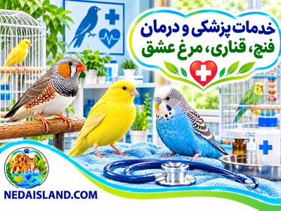 خدمات پزشکی و درمان فنچ، قناری، مرغ عشق