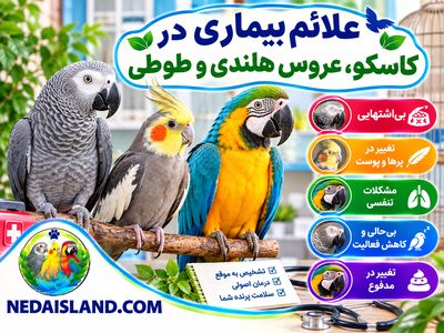 علائم بیماری در کاسکو، عروس هلندی و طوطی