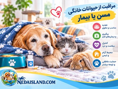 مراقبت از حیوانات خانگی خانگی مسن یا بیمار